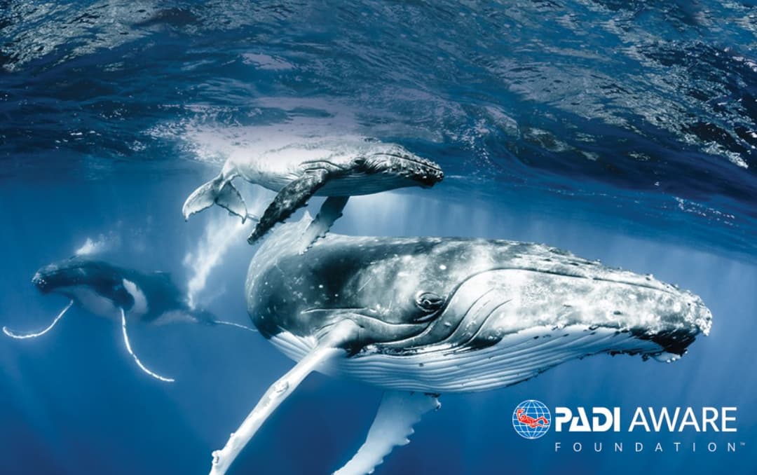 Curso PADI Project AWARE Specialist. 44€